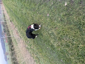 Border collie x Labrador 
