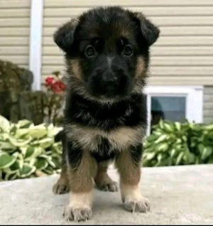 Deutsche Schäferhundwelpen zu verkaufen.