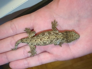 0,0,1 Rhacodactylus leachianus Yate CB26