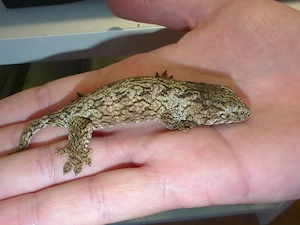0,0,1 Rhacodactylus leachianus Yate CB26