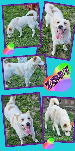 lebensfroher, offener, lieber, menschenbezogener Rüde "Zippy" sucht ein schönes Zuhause