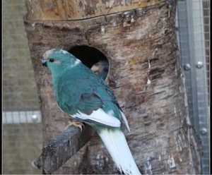 Suche Ziegensittich blau Henne
