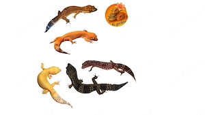 Leopardgeckos 2026