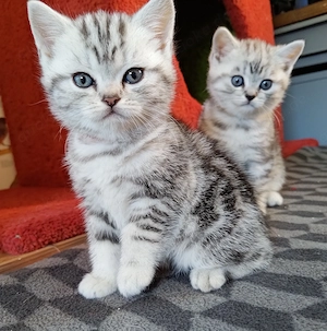 BKH Kitten black silver tabby classic 