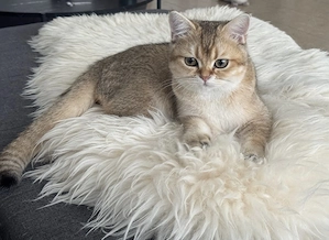 Britisch Kurzhaar Kater (1 Jahr, golden shaded) sucht ruhiges Zuhause