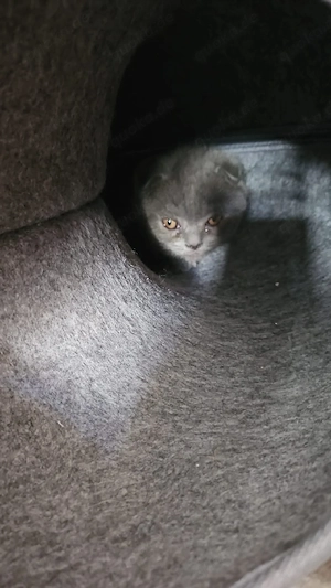 Süßes Kitten 12 Wo jung (m)