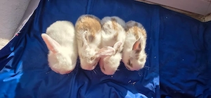 Süße Kaninchen Babys 