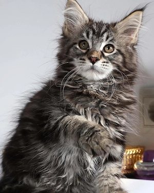 Reinrassige Maine Coon Kitten in Hessen zu verkaufen Gesund, verspielt & bereit für ein liebevolle