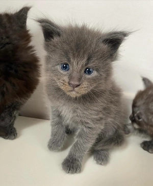 Exklusive Maine Coon Kätzchen in München  Nur wenige verfügbar!