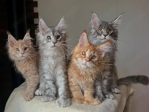 Maine Coon Katzen in Deutschland  Nur wenige verfügbar!