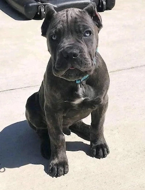 Cane Corso Welpen zu verkaufen. 