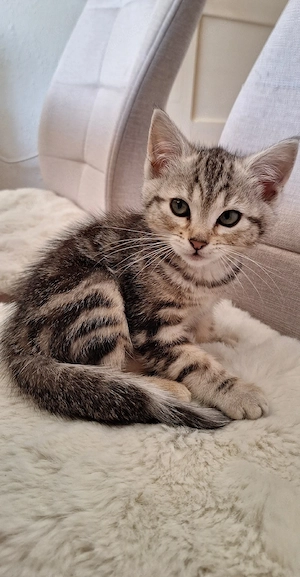  2 BKH Bebgal-Mix Kitten