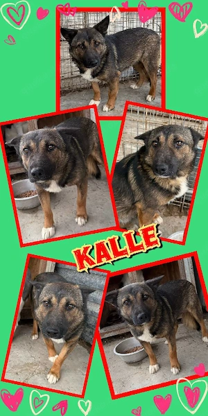 lieber, wunderschöner, sanfter Rüde "Kalle" sucht ein liebevolles Zuhause