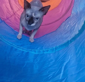 Wunderschöne Kanadische Sphynx Katzen suchen liebevolles Zuhause