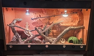 Bartagame mit Terrarium und Zubehör