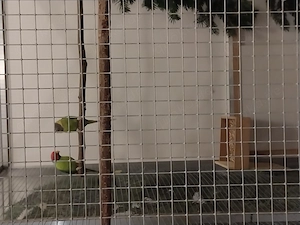 Zuchtpaar reinwildfarbige Pflaumenkopfsittiche 