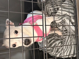 Taube Hündin abzugeben  Bild 2