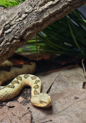 1.0 Vipera ammodytes adult