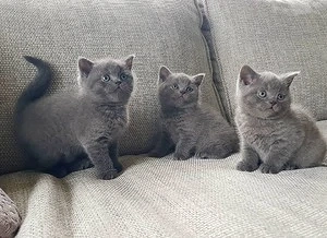Stubenreine Britisch Kurzhaar-Kätzchen (männlich und weiblich) zu verkaufen