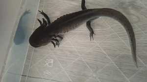 Axolotl Pärchen 22cm groß