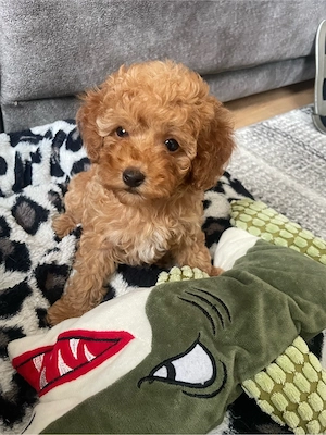 Toy Pudel welpe in Braun Bild 3