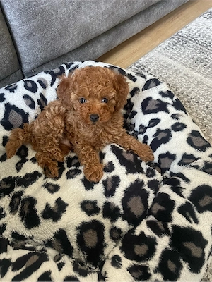 Toy Pudel welpe in Braun Bild 5