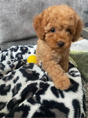 Toy Pudel welpe in Braun