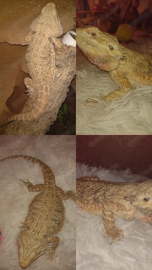 Hypo Trans Wunderschönes Bartagamen Mädchen Abzugeben, sie ist eine ganz liebe 2 Jahre alt