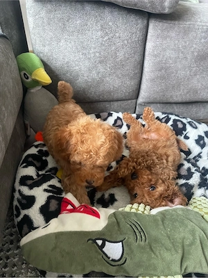 Toy Pudel welpe in Braun Bild 4