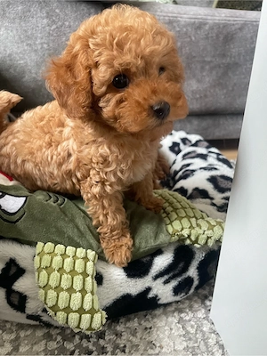 Toy Pudel welpe in Braun Bild 2