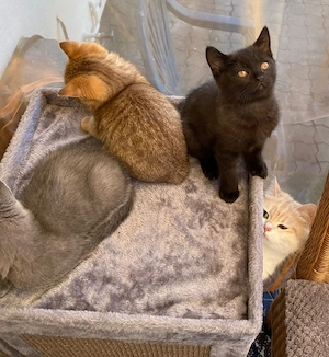 Abholbereite Britisch Kurzhaar kitten   Bild 3