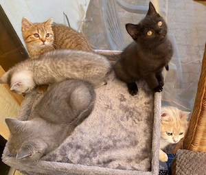 Abholbereite Britisch Kurzhaar kitten   Bild 2