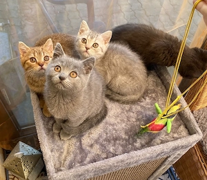 Abholbereite Britisch Kurzhaar kitten   Bild 4