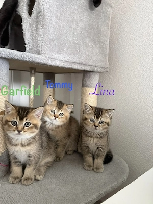 BKH golden shaded tabby, black golden tabby 