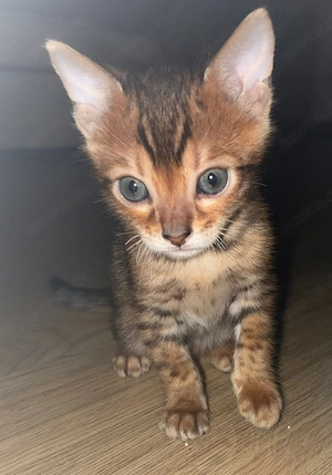 Reinrassige Bengal kitten Brown Sportes Tabby