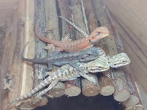 Süße Bartagame-Babys Pogona vitticeps Extreme Red High Red Linie, verschiedene Farben & Zeichnung