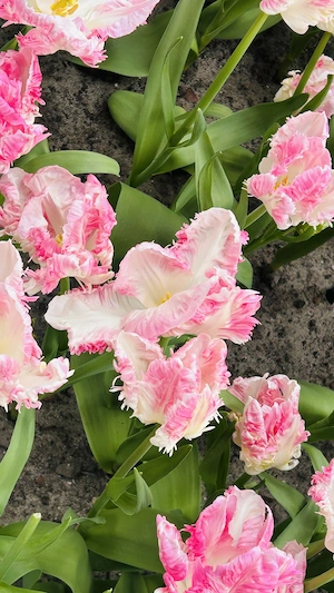 Einfache Besuche und mehr 