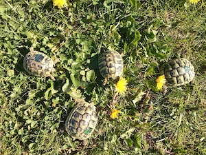 Griechische Landschildkröten 