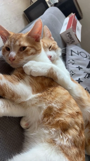 Rot weißer Kater sucht neues Wirkungsfeld