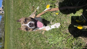 American Bully mix Rüde 