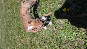 American Bully mix Rüde 