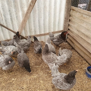 Legehennen habe 7 rassen ,Hühner,Hennen junge Hennen