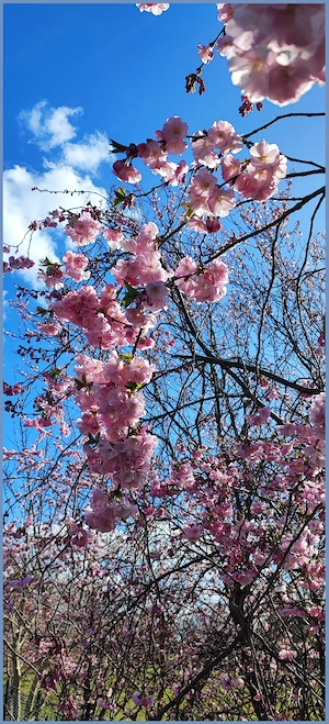 Wie frisches Gras riecht,wie Bäume duften,wie viel Kraft uns die Sonne schenkt   egal wo man lebt ..