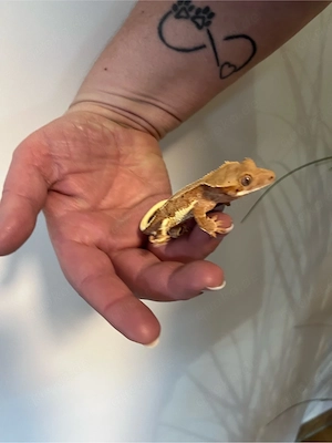 Lilly white Weibchen