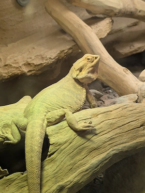 2 Bartagamen und Terrarium zu verkaufen!