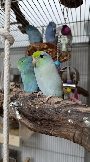 Sperlingspapageie 