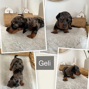 Süße Dackelwelpen Zwergdackel 