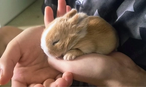 zwergkaninchen babys 