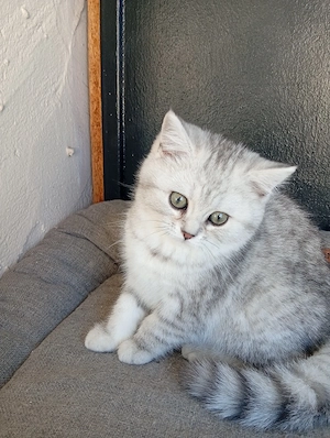 BKH Kitten Männliche  Bild 10