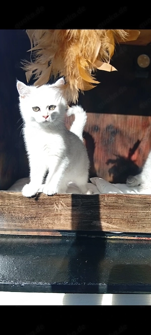 BKH Kitten Männliche  Bild 9